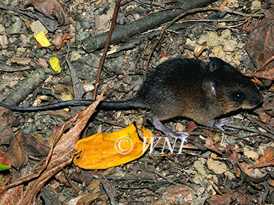 Nectomys squamipes, Scaly-footed Water Rat